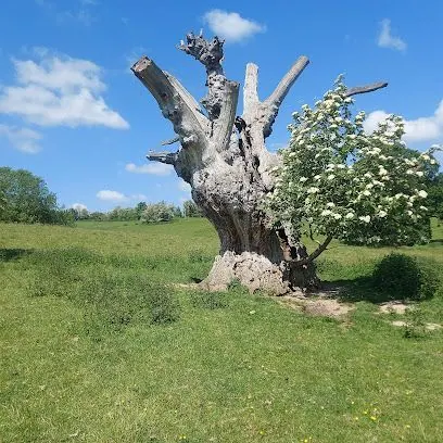 Bunyan s Oak