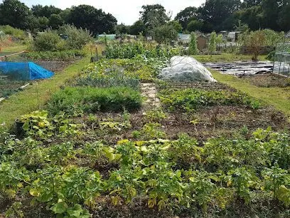 Caddington Allotments