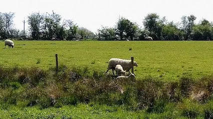 Dropshort Marsh